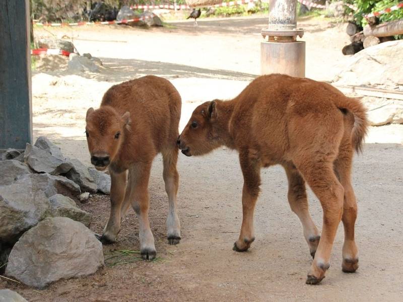 Zwei Bison-Babies