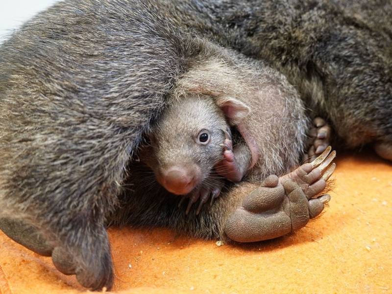 Wombat-Baby