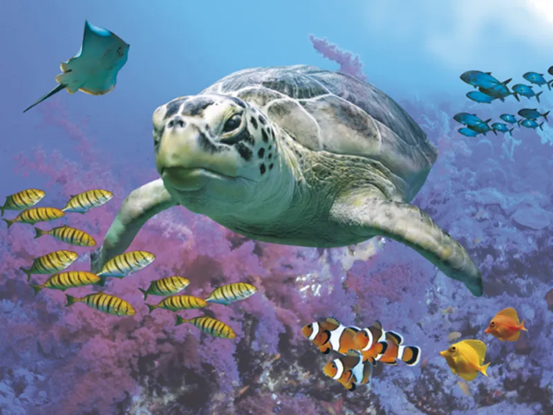 Eine Schildkr&ouml;te schwimmt im Wasser.