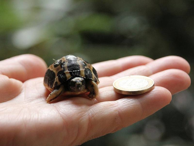 Baby-Schildkröte neben einem 1-Euro-Stück auf einer Hand