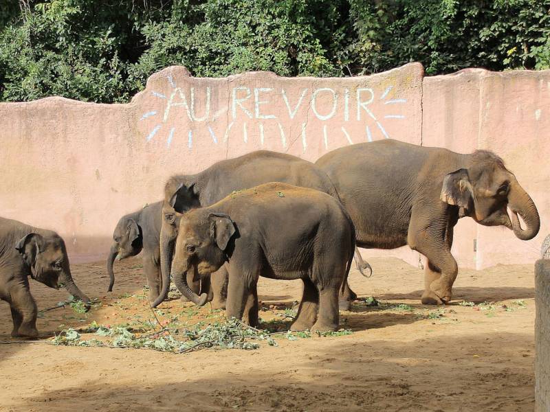 Eine Elefantenfamilie isst.