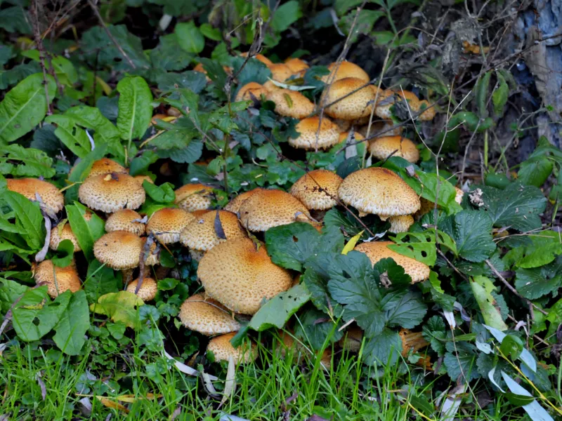 Braune Pilze am Fu&szlig;e eines Baumes