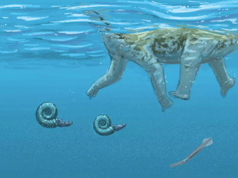 Zwei Ammoniten und ein Belemnit schwimmen im Schatten eines Dinosauriers