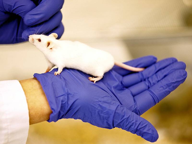 Weiße Ratte auf Hand mit Handschuh