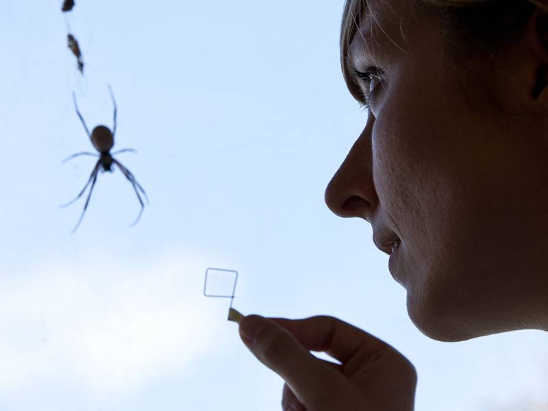 Eine Frau schaut eine Spinne an.