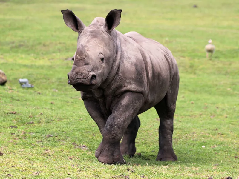 Junges Nashorn
