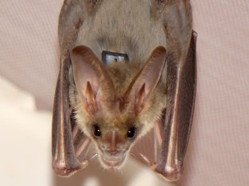 Eine Feldermaus