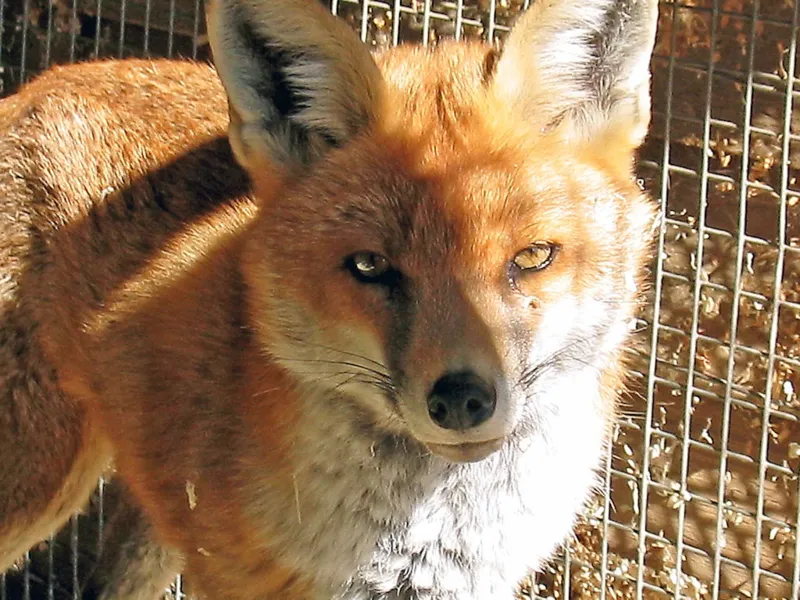 Fuchs