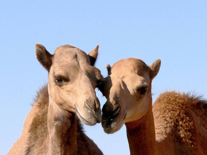 Zwei Kamele