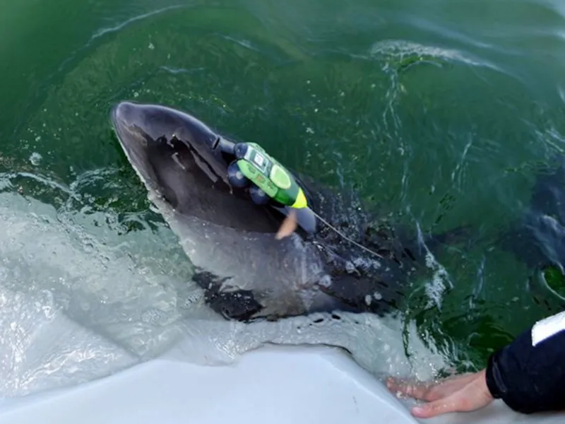 Kleiner Wal mit Ger&auml;t am K&ouml;rper
