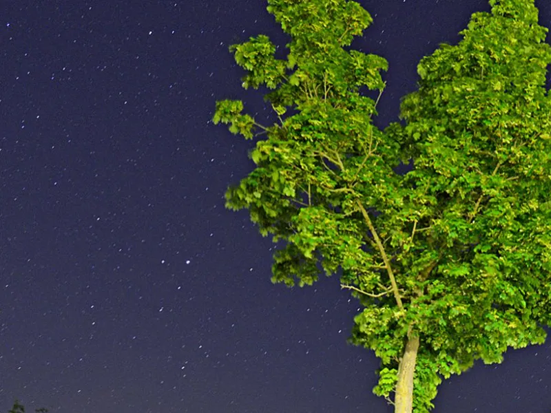 Baum und Sternenhimmel
