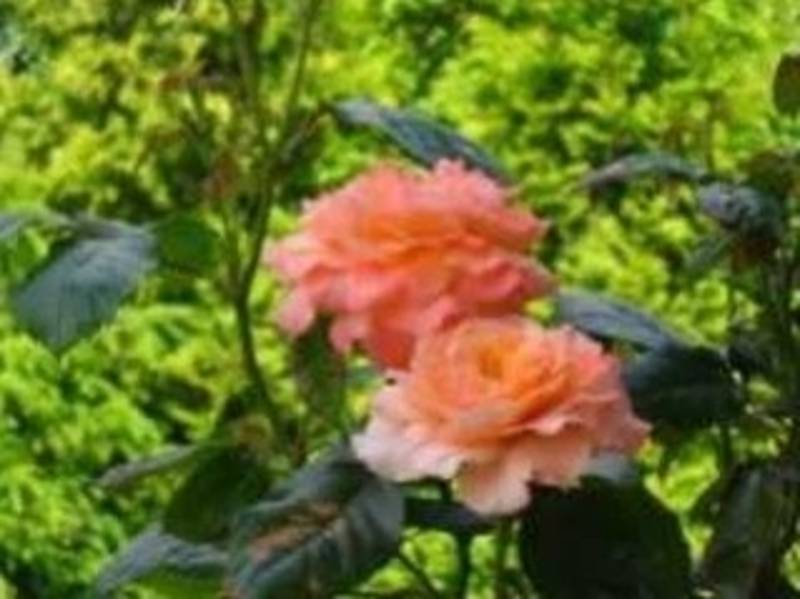 Rosenstrauch mit zwei großen Blüten