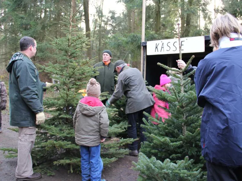 Weihnachtsbaumverkauf im Wald