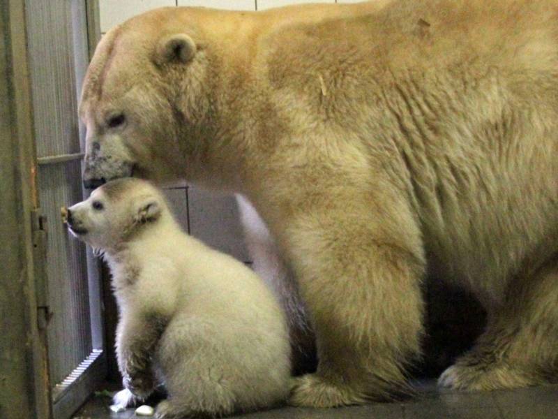 Eisbär-Jungtier und Mutter