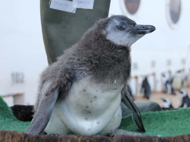 Pinguin