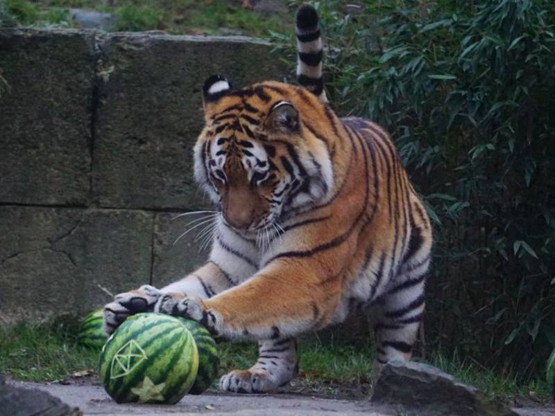 Tiger spielt mit Wassermelonen