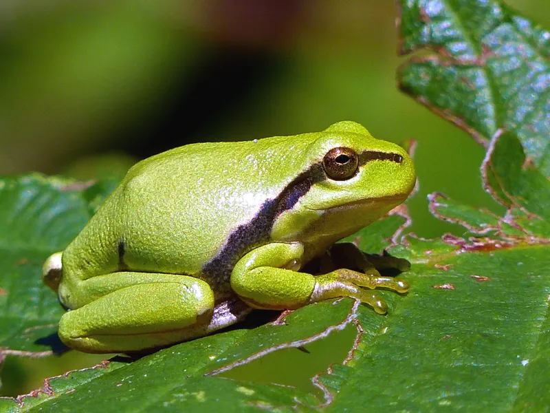 Ein gr&uuml;ner Laubfrosch sitzt auf einem gr&uuml;nen Blatt und nimmt ein Sonnenbad, seine Haut gl&auml;nzt dabei im Sonnenschein.