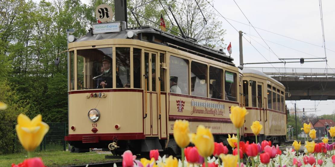 Historische Straßenbahn, im Vordergrund Frühlingsblumen