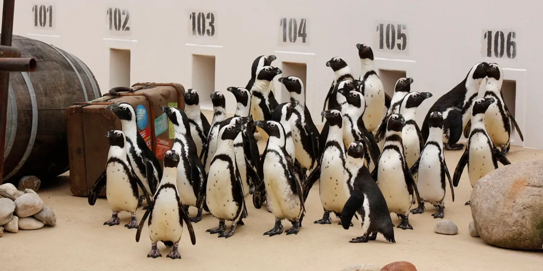 Zahlreiche Pingiune im Zoo