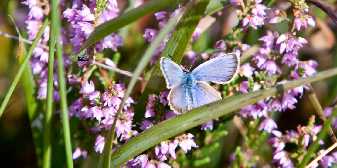 Ein blauer Schmetterling landet auf einer Moorpflanze.