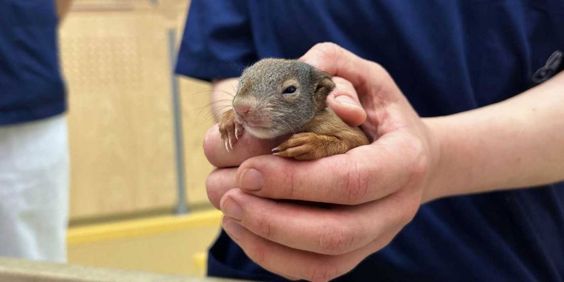 Hände halten eine junges Eichhörnchen.