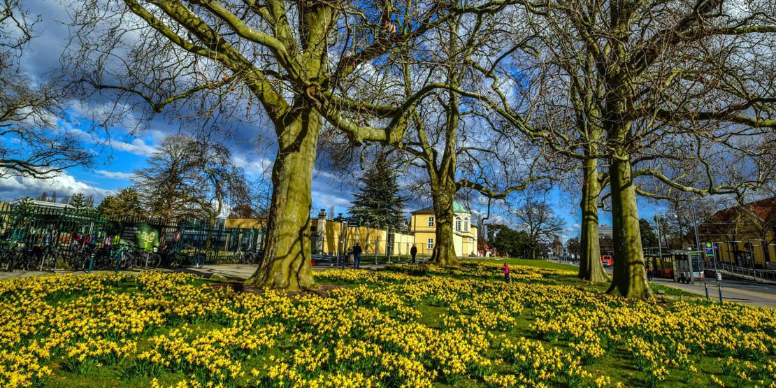 Narzissen am Berggarten
