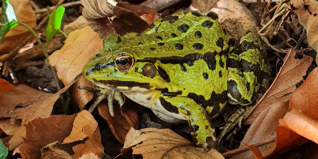 Frosch zwischen braun gefärbten Blättern