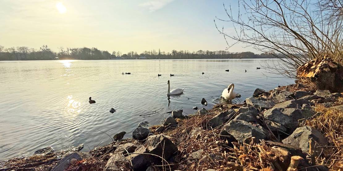 Schwäne auf dem Maschsee