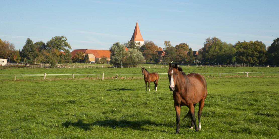 Zwei Pferde auf einer Koppel in der Region Hannover