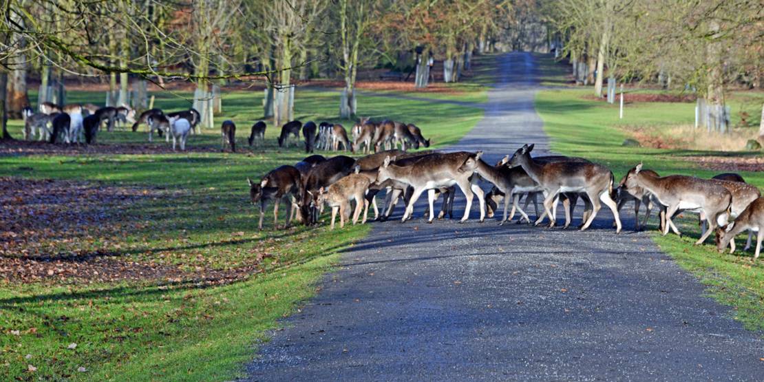 Rehe im Tiergarten im schneefreien Winter