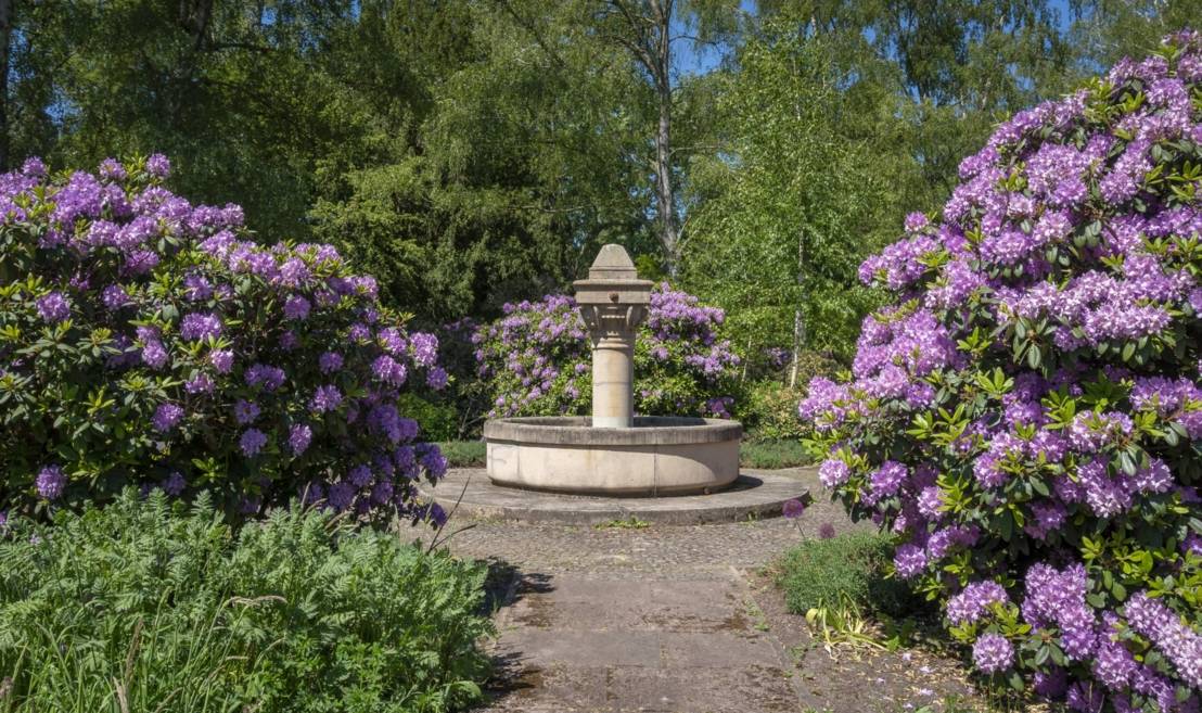In der Mitte des Bildes steht ein Brunnen, der von Rhododendron Büschen umgeben ist.