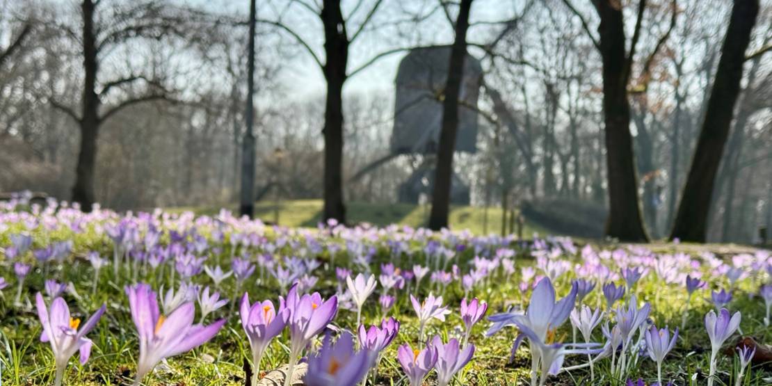 Krokusse an der Kleefelder Mühle