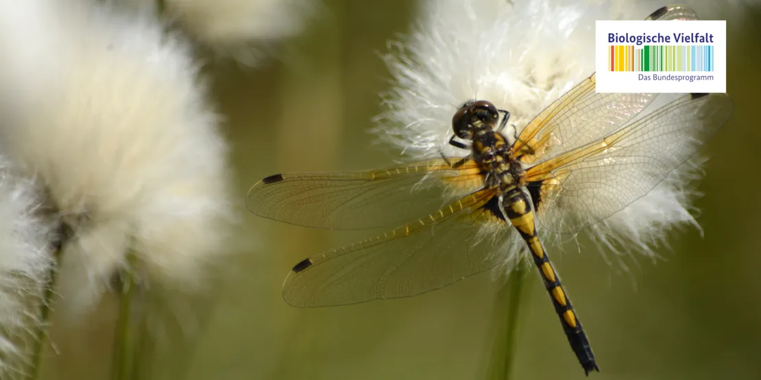 Libelle und Logo