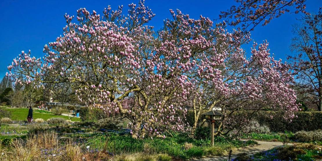 Baum mit rosa Blüten