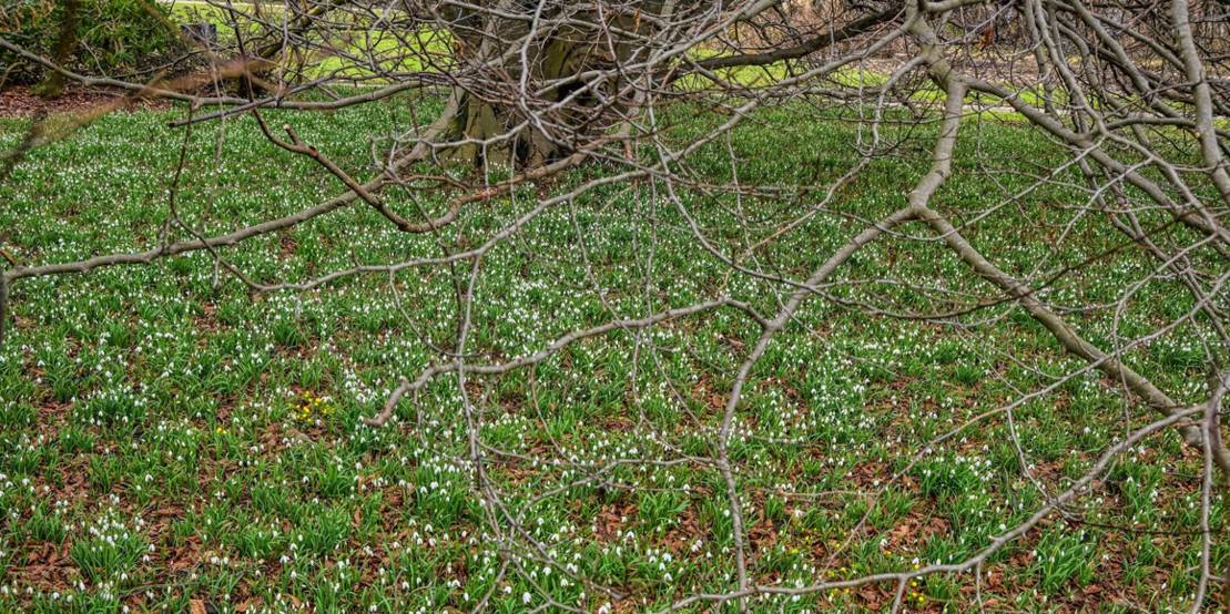 Winterlinge im Berggarten