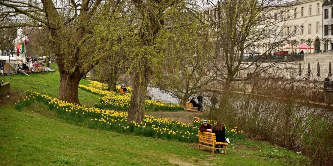 Narzissen blühen am Leineufer, auf Bänken sitzen Menschen.