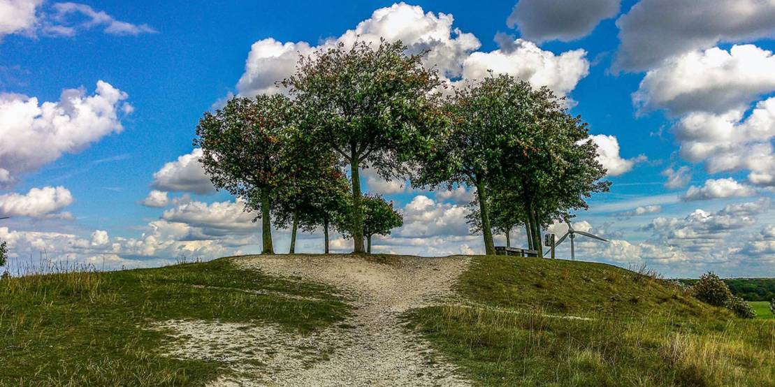 Baumgruppe auf einer Hügelspitze