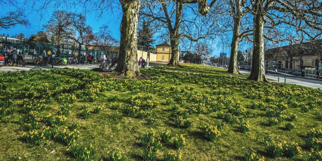 Narzissen Berggarten 2025