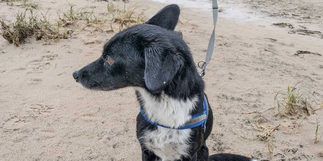 Ein schwarz weißer Hund an einer grauen Leine.