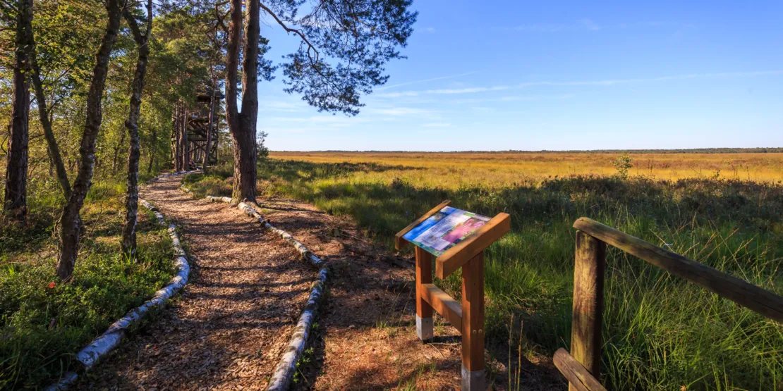 Das Bissendorfer Moor
