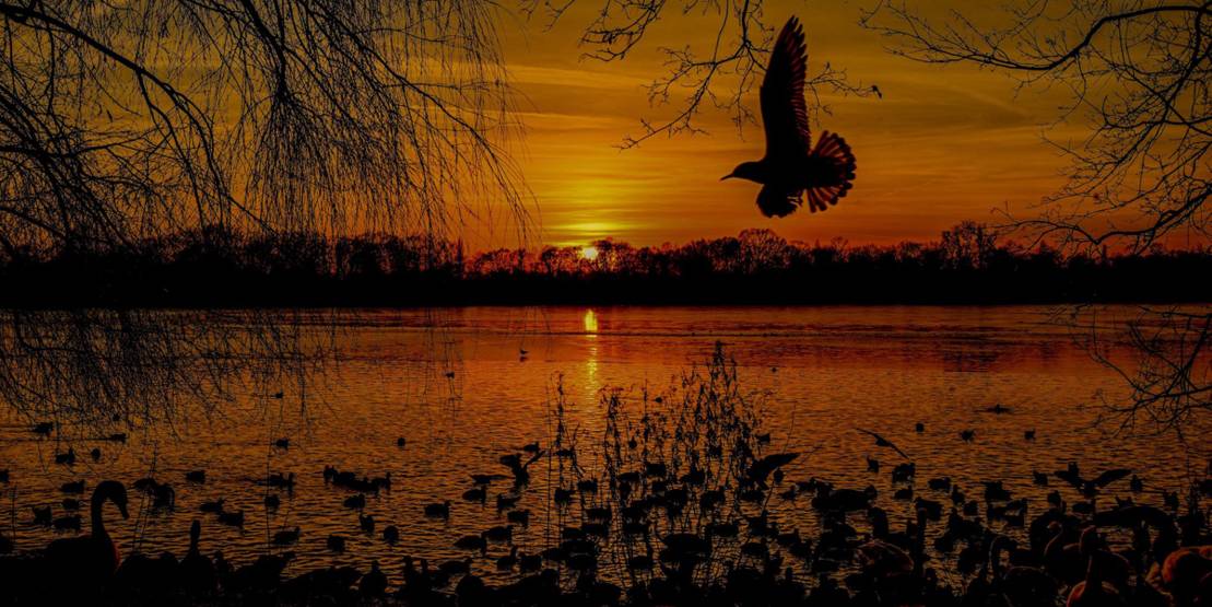 Winterabendrot mit Vögeln am Maschsee