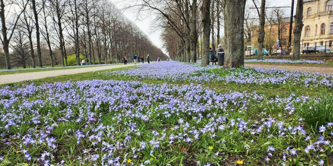 Blau scheinende Scillablüten entlang einer Allee im März.