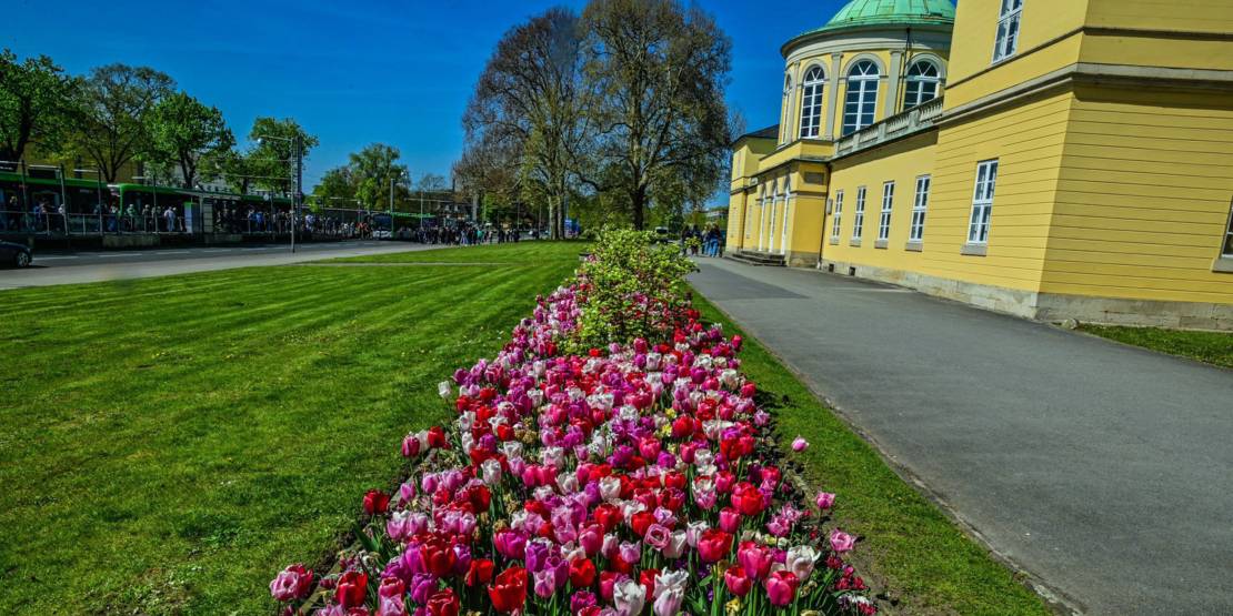 Tulpen vor Bibliothekspavillon