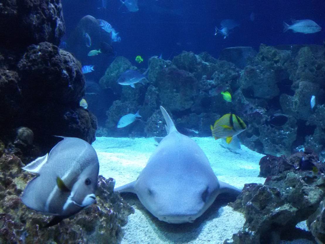 Sea Life Hannover Parken