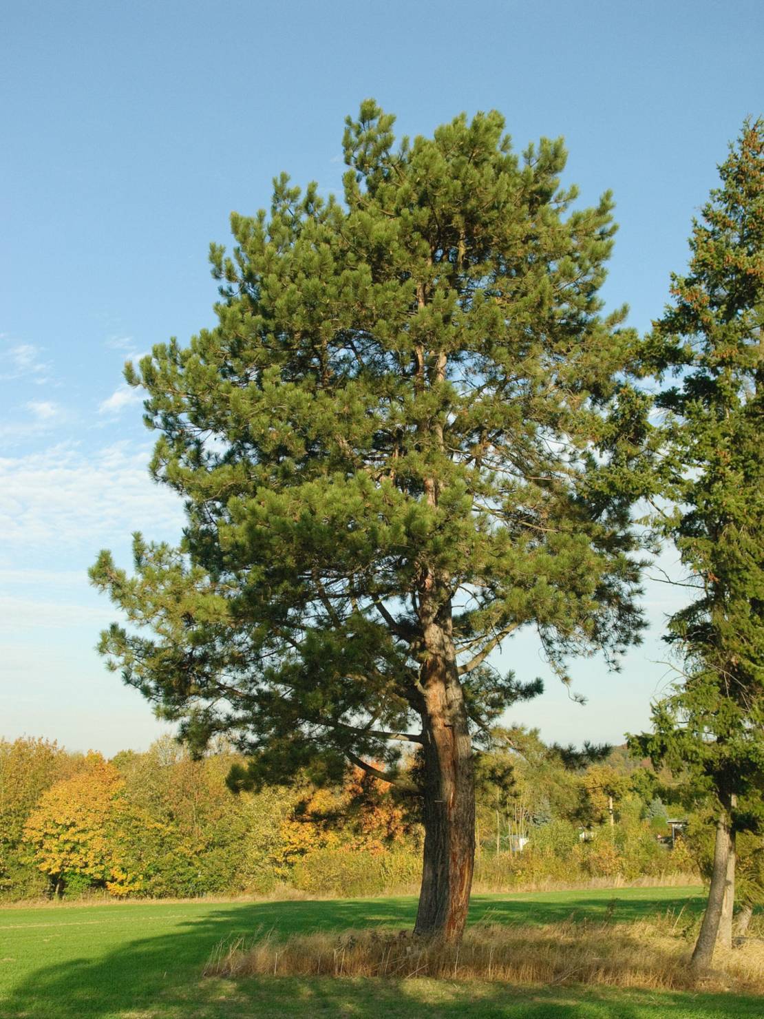 A22 - Schwarz-Kiefer | Besondere Gehölze | Ottomar-von-Reden-Park