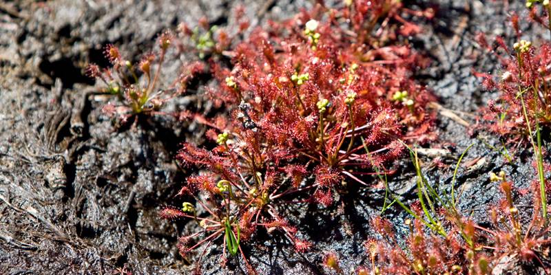 Otternhagener Moor Hannoversche Moore Natur entdecken
