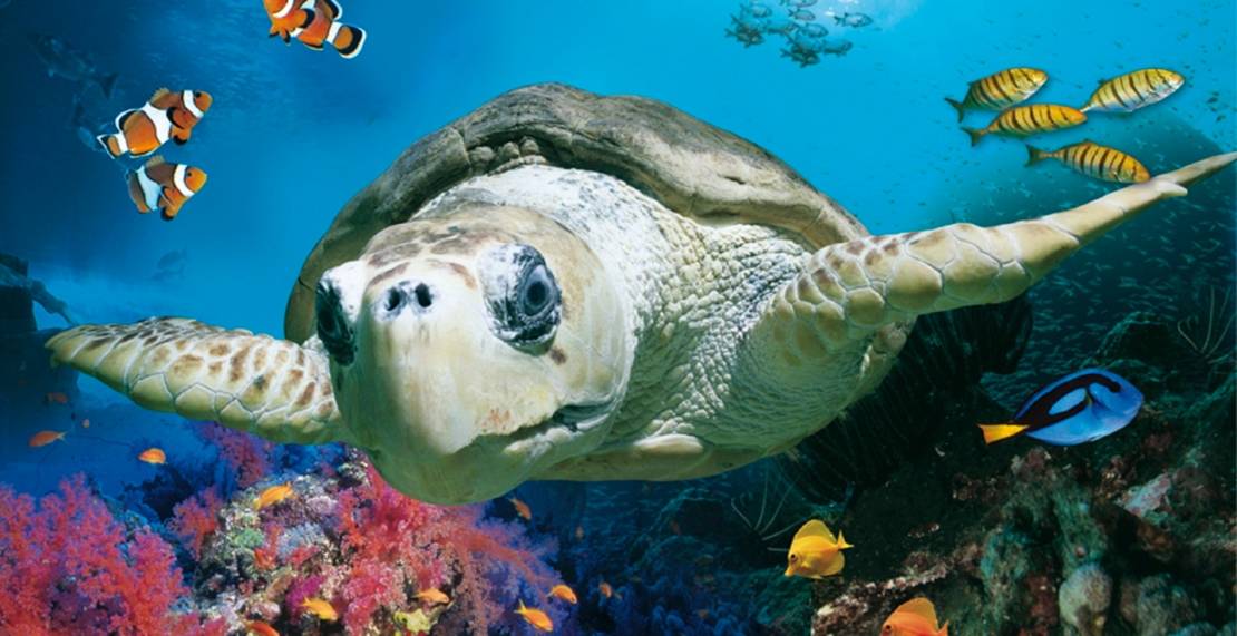 Eine Schildkröte schwimmt durch das Meer.