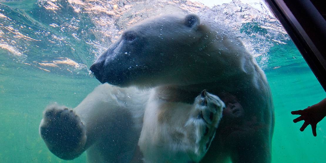Eisbär unter Wasser