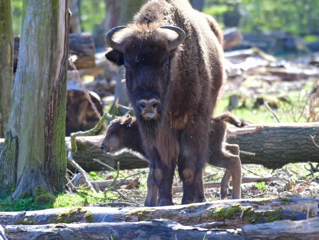Tierbeobachtung Im Wisentgehege Springe Sonstiges Termine