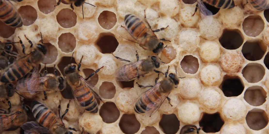 Bienen auf einer Wabe. 